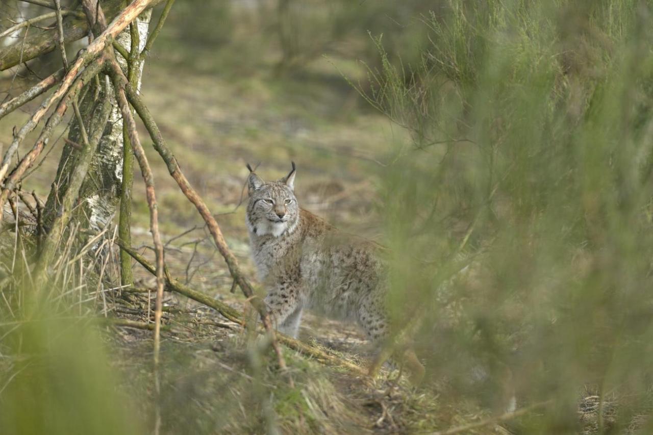 Recall lince conservación href programa situ ex